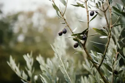 Potatura olivi e alberi da frutto a Verona